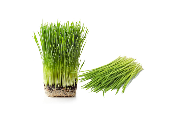 Wheat grass